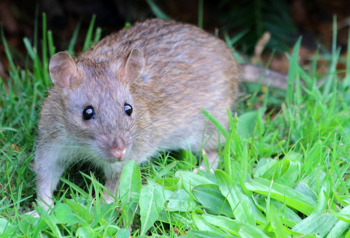 Brown rat (Rattus norvegicus), the ground-dwelling species most often found dead in Melbourne subfloors