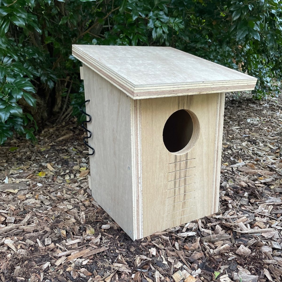 Brushtail possum using a purpose-built nest box - the legal alternative den after a roof eviction in Victoria